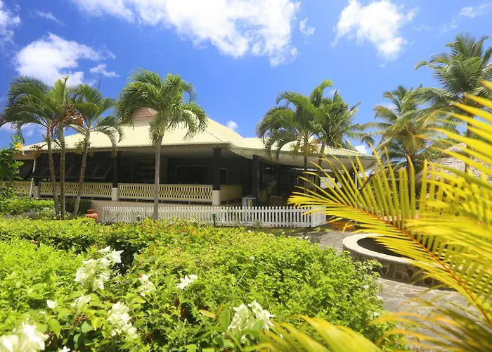 Coco Palm